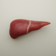 liver organ