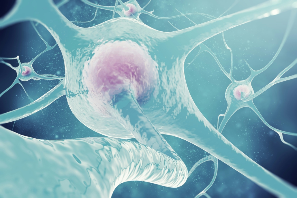 Neurons