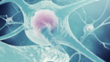 Neurons