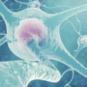 Neurons