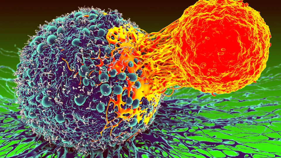 T-cell attacking a cancer cell