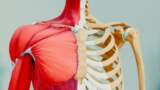 muscular distrophy Servier