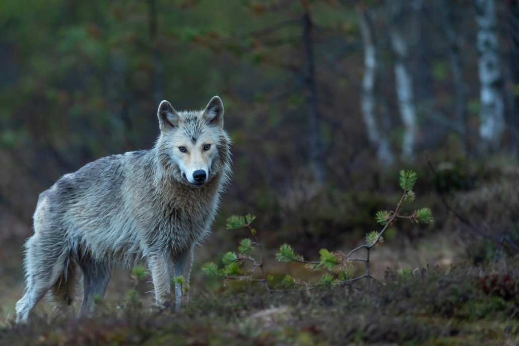 Grey wolf Grey wolf