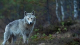 Grey wolf
