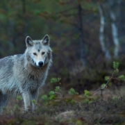 Grey wolf