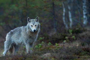 Grey wolf