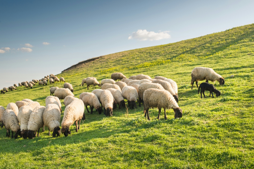 sheeps grazing grass