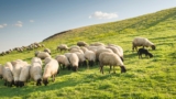 sheeps grazing grass