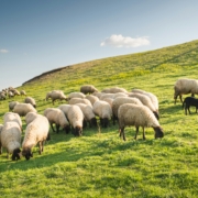 sheeps grazing grass