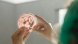 bacteria petri dish