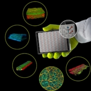 Variety of organoid and lab-on-chip systems