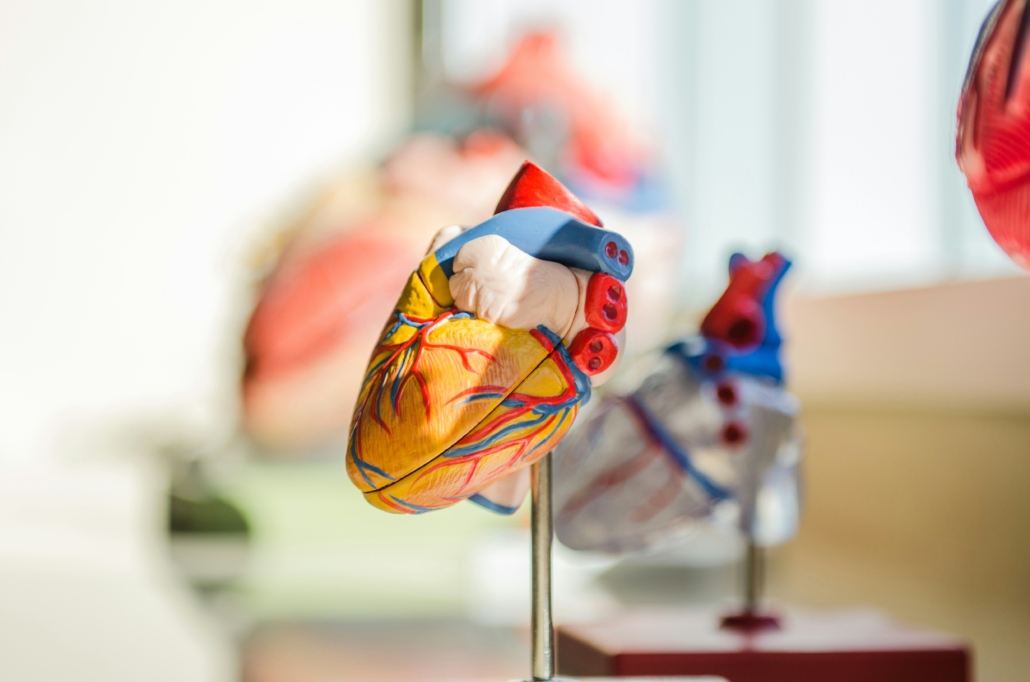 heart model cardiology