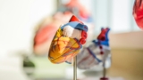 heart model cardiology