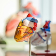 heart model cardiology