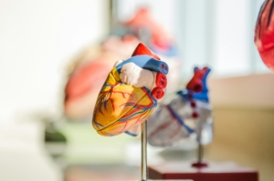 heart model cardiology