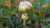 Amanita phalloides death cap