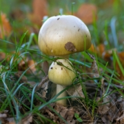 Amanita phalloides death cap