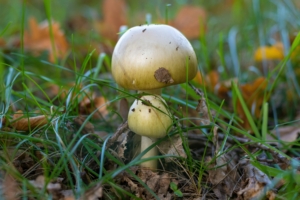 Amanita phalloides death cap