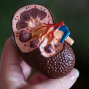 kidney disease