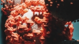 cell with receptors