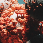 cell with receptors