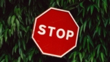 stop sign in tree