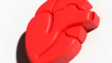 heart model plastic