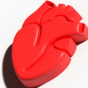 heart model plastic heart model plastic