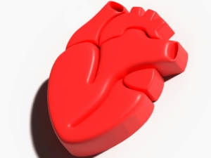 heart model plastic