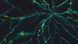 network brain cells neurons
