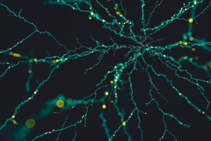 network brain cells neurons