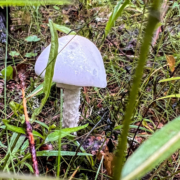 Death cap mushroom