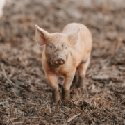 mini baby pig