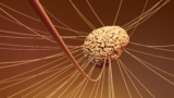 blood brain barrier delivery