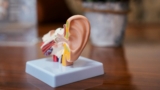 ear model medical