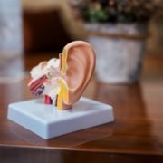 ear model medical