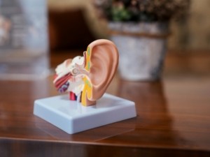 ear model medical