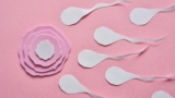 fertilization illustration