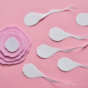 fertilization illustration fertilization illustration