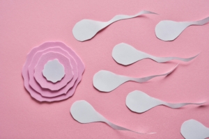 fertilization illustration