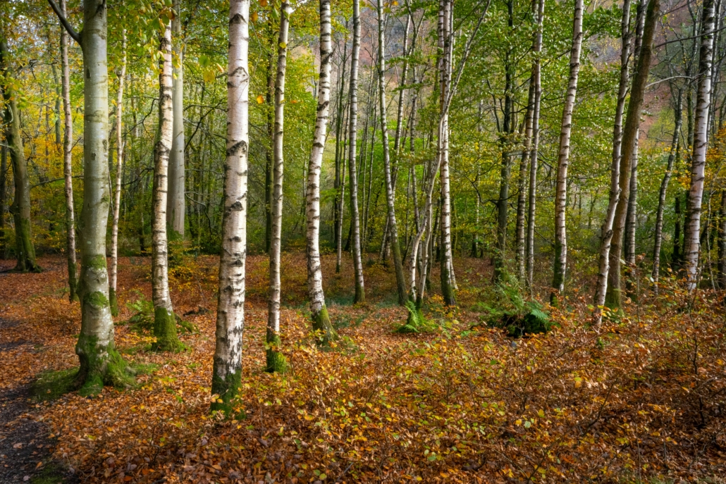 birch tree pollen