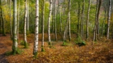 birch tree pollen