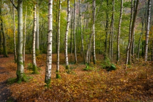 birch tree pollen