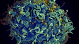 Photo by National Cancer Institute via Unsplash+