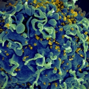 Photo by National Cancer Institute via Unsplash+