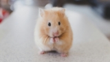 rodent mouse