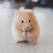 rodent mouse rodent mouse