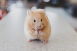 rodent mouse