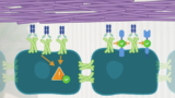 The fibrotic signaling of overexpressed Claudin-1 can be inhibited with the Alentis antibody which helps diminishing collagen bundles in extracellular matrix tissue
