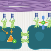 The fibrotic signaling of overexpressed Claudin-1 can be inhibited with the Alentis antibody which helps diminishing collagen bundles in extracellular matrix tissue